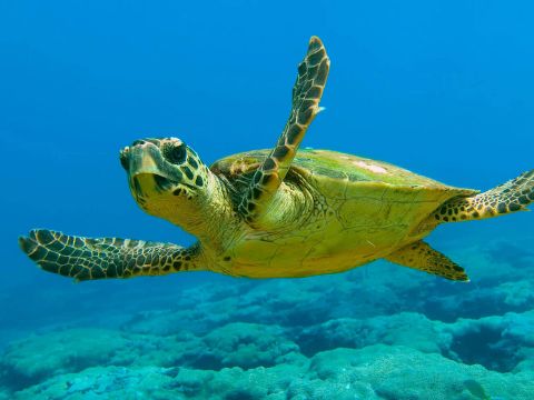 Zante Guide Tours