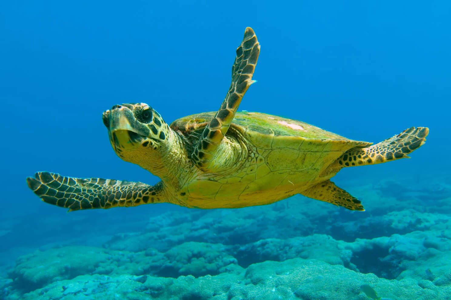 Zante Guide Tours