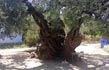 Zante Guide Tours